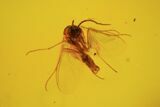 Fossil Fly (Diptera) & Blattodea In Baltic Amber #58141-2